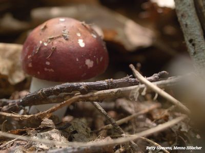 Rode Russula