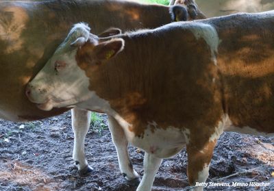 Koeien helpen bij het onderhoud van het natuurterrein