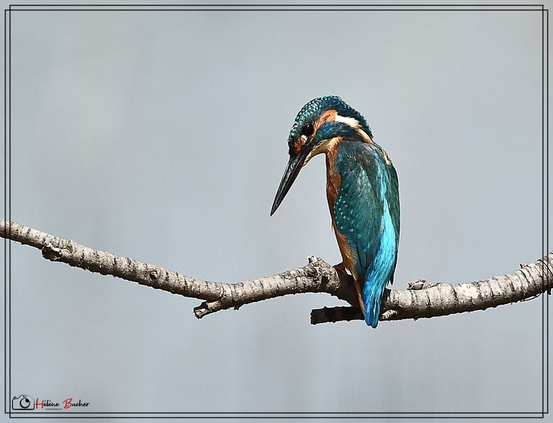 DSC_7816a.JPG