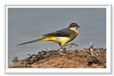 DSC_6909a.JPG