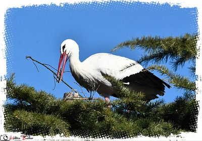 DSC_1645ab.JPG