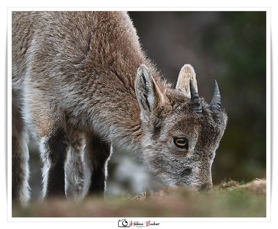 Las cabras montesas - Bouquetins - Ibex 