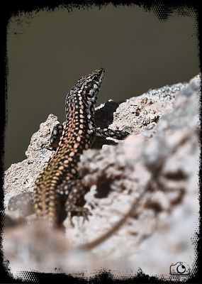 Lagartija roquera -lzard des murailles - European wall lizard
