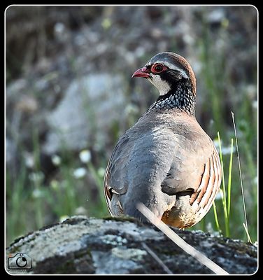 Perdiz roja - Perdrix rouge - Red legged Partridge
