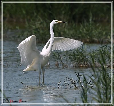 DSC_2028a.JPG