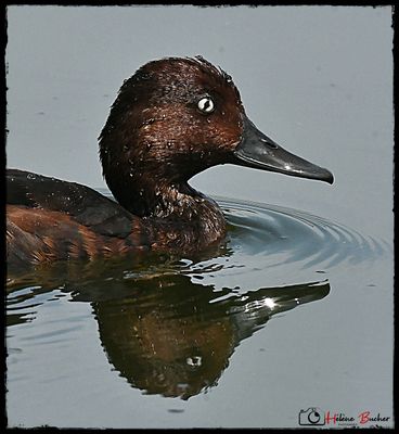 Porrn pardo - Ferruginous duck 