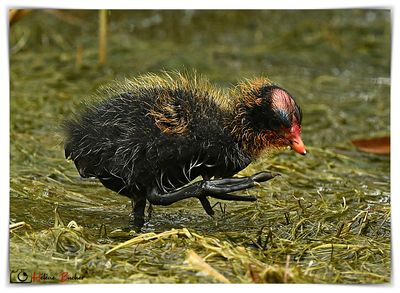 Focha moruna - Red-knobbed coot - Foulque  crte