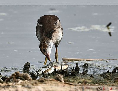 Gallineta común - Common moorthen - Poule d'eau