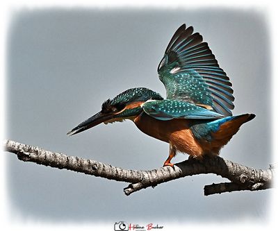 Martn pescador comn - Martin pcheur - Commun Kingfisher