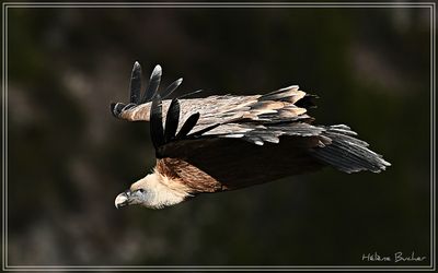 Buitre Leonado - Griffon Vulture - Vautour fauve