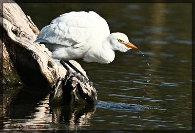 Garcilla bueyera - Casttle egret - Hron garde-bufs