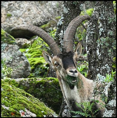 Cabras monteses - Bouquetins - Ibex comprimer en la Sierra de Andujar