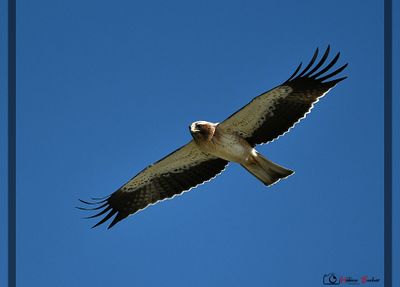 Aguila calzada - booted eagle - aigle bott