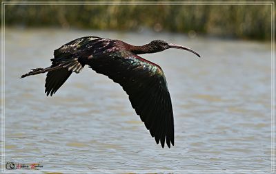 Morito comn - Ibis falcinelle  - Glossy ibis