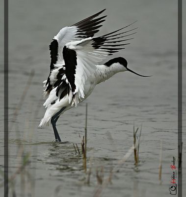 Avoceta comn - pied avocet - avocette