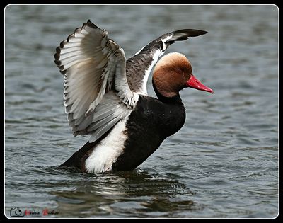 Pato colorado - Red-crested pochard - Nette rousse