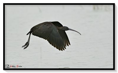 Morito comn - Ibis falcinelle  - Glossy ibis