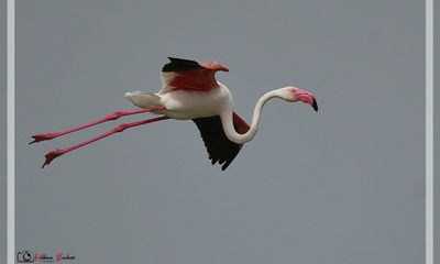 Flamant rose - Flamenco comn - Greater flamingo