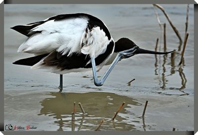 Avoceta común - pied avocet - avocette