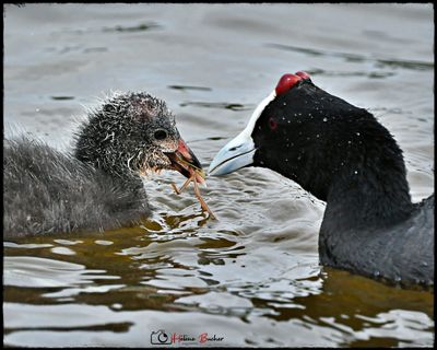 Focha moruna - Red-knobbed coot - Foulque  crte