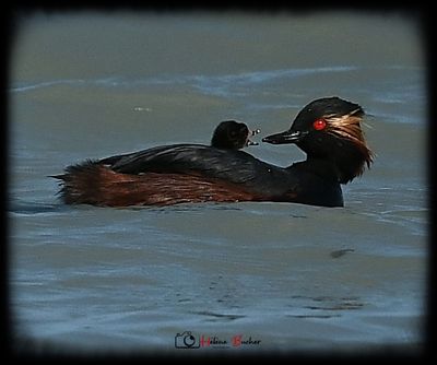 DSC_9524a.JPG