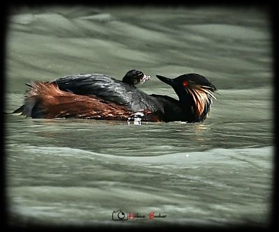 DSC_9567a.JPG