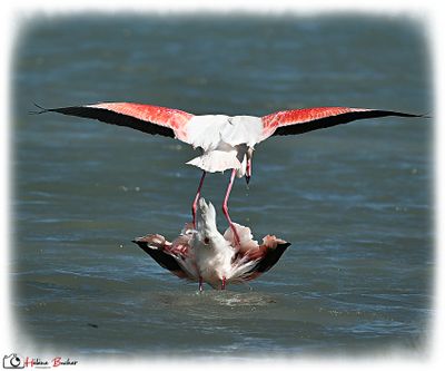DSC_9308a.JPG