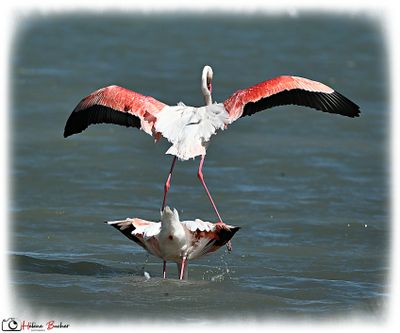 Flamant rose - Flamenco comn - Greater flamingo