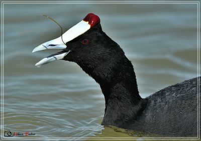 DSC_9109a.JPG