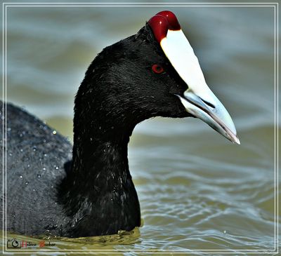 DSC_9116a.JPG