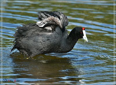 DSC_9709a.JPG