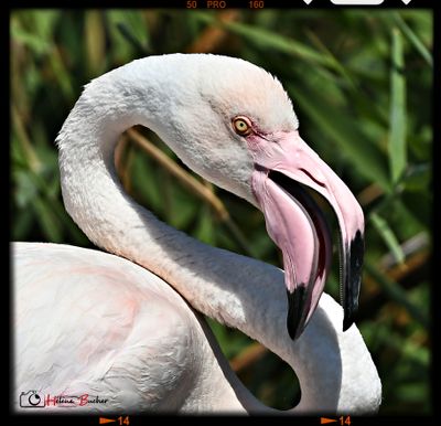 DSC_3731A.JPG