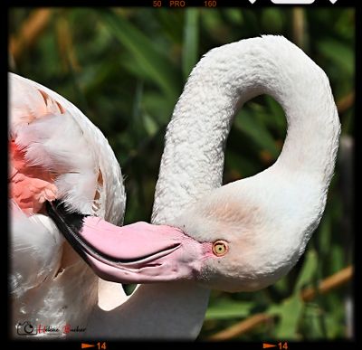 DSC_3762a.JPG