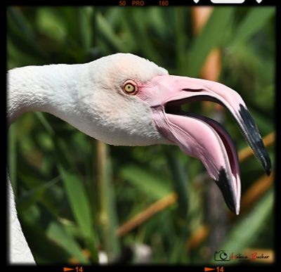 DSC_3767a.JPG
