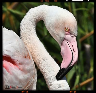DSC_3771a.JPG