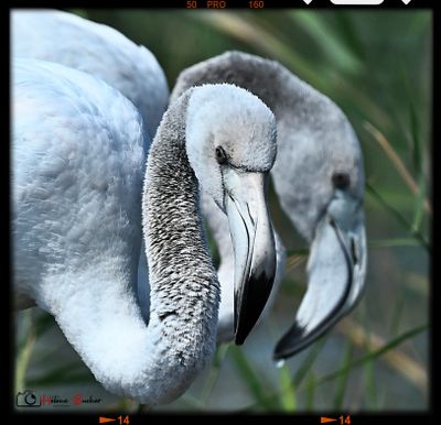 DSC_4060a.JPG