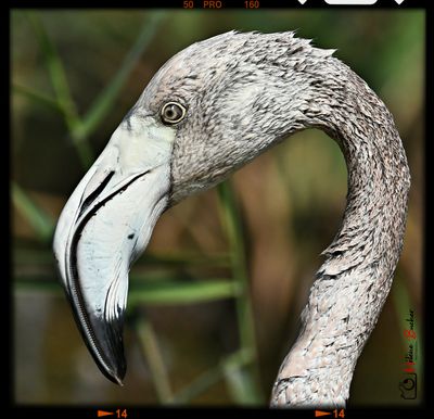 Flamenco comn - Flamant rose  - Greater flamingo