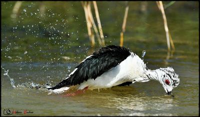 Cigueñuela común -- Black-winged stilt - échasse blanche