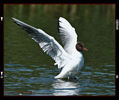 DSC_5918a.JPG