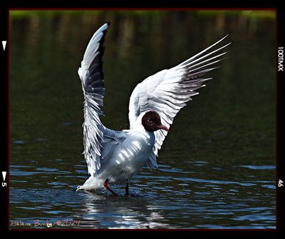 Gaviota reidora - mouette rieuse - Black-headed gull