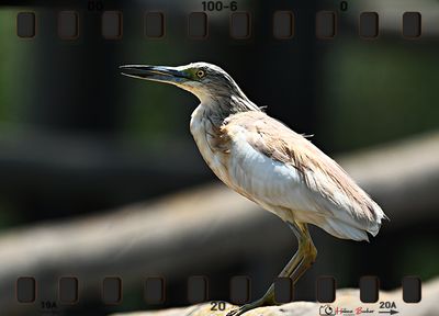 DSC_5581a.JPG