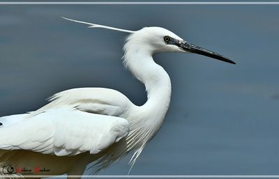 DSC_6084a.JPG