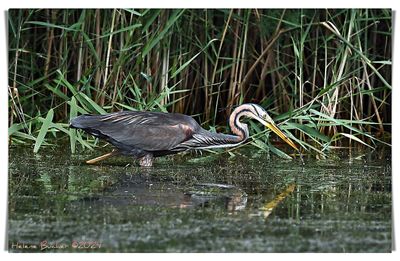 DSC_6236a.JPG