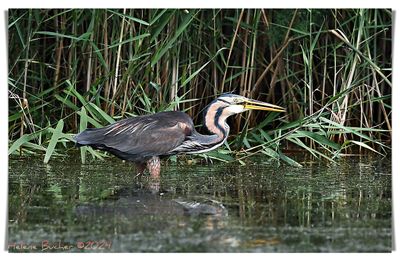 DSC_6248a.JPG