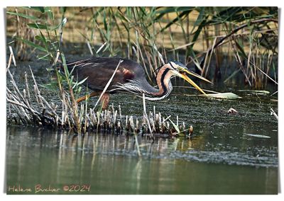 DSC_6455a.JPG