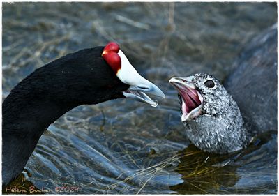 Focha moruna - Red-knobbed coot - Foulque  crte