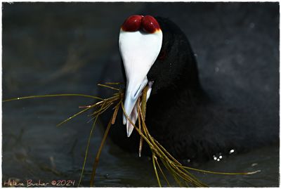 Focha moruna - Red-knobbed coot - Foulque à crête