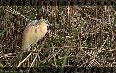 Garcilla cangrejera - Squacco heron - Héron crabier