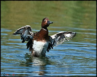 Porrn pardo - Ferruginous duck 
