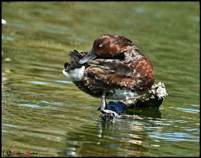 DSC_8358a.JPG